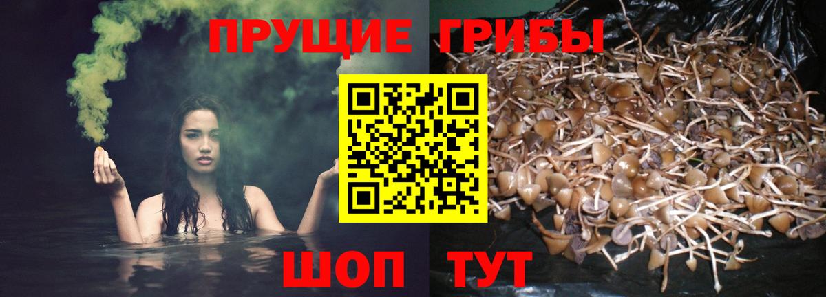Псилоцибиновые грибы ЛСД  Псилоцибиновые грибы MAGIC MUSHROOMS  Электрогорск  Вход с VPN 